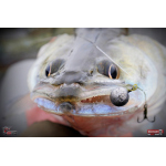 Nymfa REDBASS Nr. 1 XL - 130 mm - 1 ks