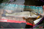 Nymfa REDBASS Nr. 1 XL - 130 mm - 1 ks