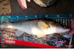 Nymfa REDBASS Nr. 1 XL - 130 mm - 1 ks