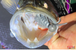 Nymfa REDBASS Nr. 1 XL - 130 mm - 1 ks