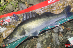 Nymfa REDBASS Nr. 1 XL - 130 mm - 1 ks