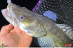 Nymfa REDBASS Nr. 1 XL - 130 mm - 1 ks