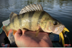Nymfa REDBASS Nr. 1 XL - 130 mm - 1 ks