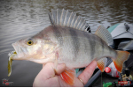 Nymfa REDBASS Nr. 1 XL - 130 mm - 1 ks