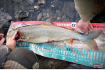 Nymfa REDBASS Nr. 1 XL - 130 mm - 1 ks