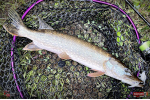 Nymfa REDBASS Nr. 1 XL - 130 mm - 1 ks
