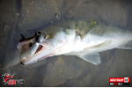 Ripper REDBASS PIKER - 135 mm