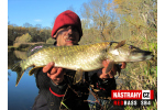 Ripper REDBASS PIKER - 135 mm