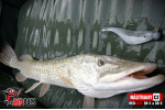 Ripper REDBASS PIKER - 135 mm