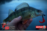 Smáčik REDBASS SCB 4