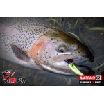 Závodná plandavka Presso MVR DAIWA 2,4 g