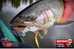 Závodná plandavka Presso MVR DAIWA 2,4 g