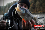 Smáčik REDBASS SLR