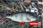 Smáčik REDBASS SLR