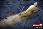Smáčik REDBASS SLR