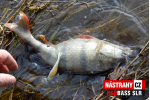 Smáčik REDBASS SLR