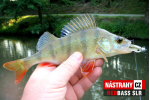 Smáčik REDBASS SLR