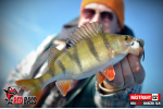 Smáčik REDBASS SLR