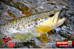 Mikrosmáčik REDBASS SSF 2
