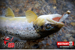 Mikrosmáčik REDBASS SSF 1