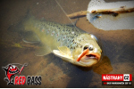 Mikrosmáčik REDBASS SSF 1