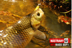 Mikrosmáčik REDBASS SSF 1