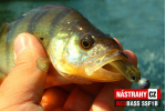 Mikrosmáčik REDBASS SSF 1B