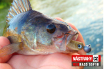 Mikrosmáčik REDBASS SSF 1B
