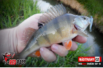 Mikrosmáčik REDBASS SSF 1B