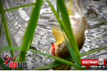 Mikrosmáčik REDBASS SSF 1B
