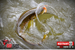 Mikrosmáčik REDBASS SSF 1B