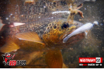 Mikrosmáčik REDBASS SSF 1B