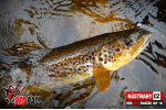 Mikrosmáčik REDBASS SSF 1B