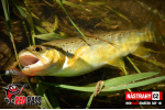 Mikrosmáčik REDBASS SSF 1B
