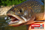 Mikrosmáčik REDBASS SSF 1B