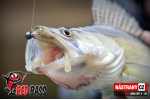 Smáčik REDBASS SSF 4