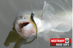 Smáčik REDBASS SSF 4