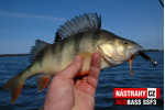 Smáčik REDBASS SSF 3