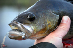 Smáčik REDBASS SSF 3