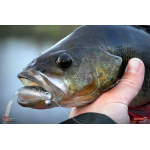 Smáčik REDBASS SSF 3