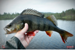 Smáčik REDBASS SSF 3