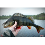 Smáčik REDBASS SSF 3