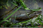 Smáčik REDBASS SSF 3