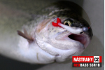 Mikrosmáčik REDBASS SSR 1B