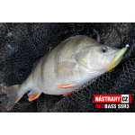Smáčik REDBASS SSR 3