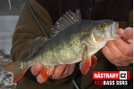 Smáčik REDBASS SSR 3
