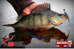 Smáčik REDBASS SSR 3
