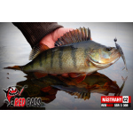Smáčik REDBASS SSR 3