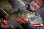 Smáčik REDBASS SSR 3