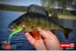 Smáčik REDBASS SSR 3
